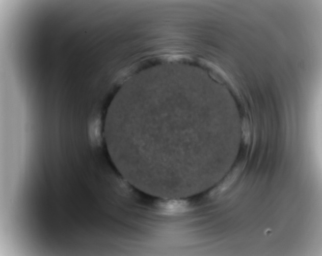 X0000099560670200805231513