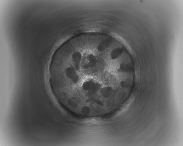 X0000099560721200805231511