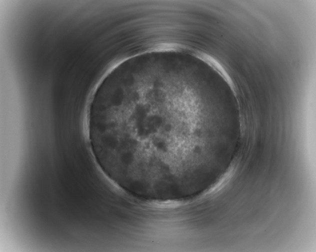 X0000099560851200805231511