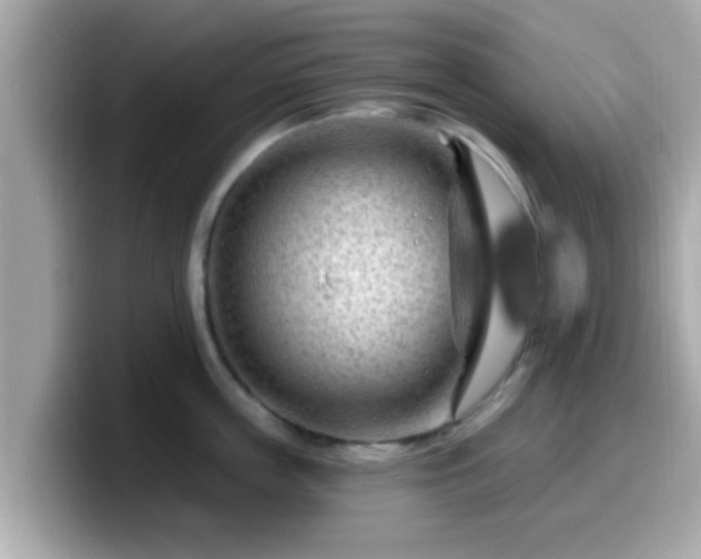 X0000099560859200805231511