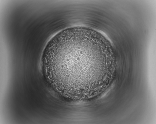 X0000099560879200805231510