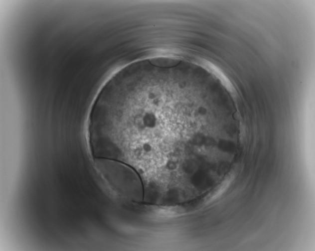 X0000099560899200805231510