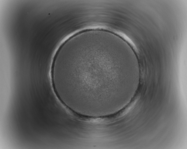 X0000099560943200805231509