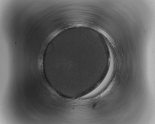 X0000099560977200805231509