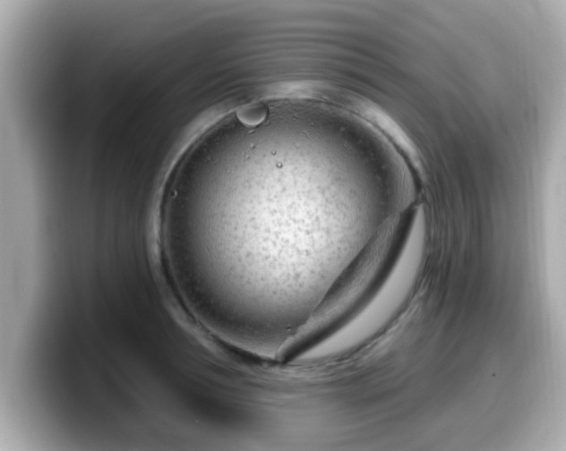 X0000099560994200805231509