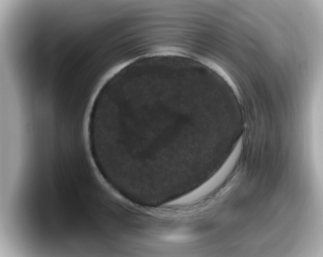 X0000099560995200805231509