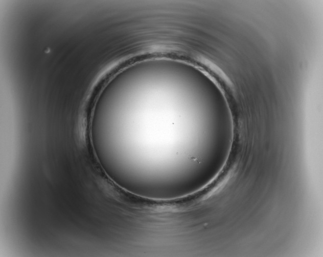 X0000099561021200805231508