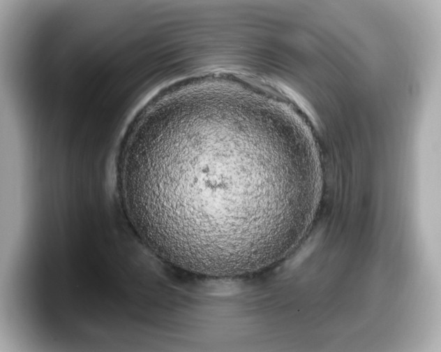 X0000099561023200805231508