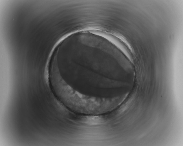 X0000099561024200805231508