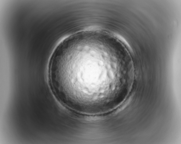 X0000099561087200805231507