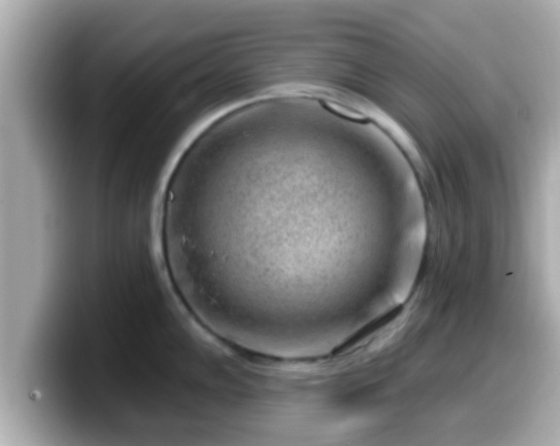 X0000099561102200805231507