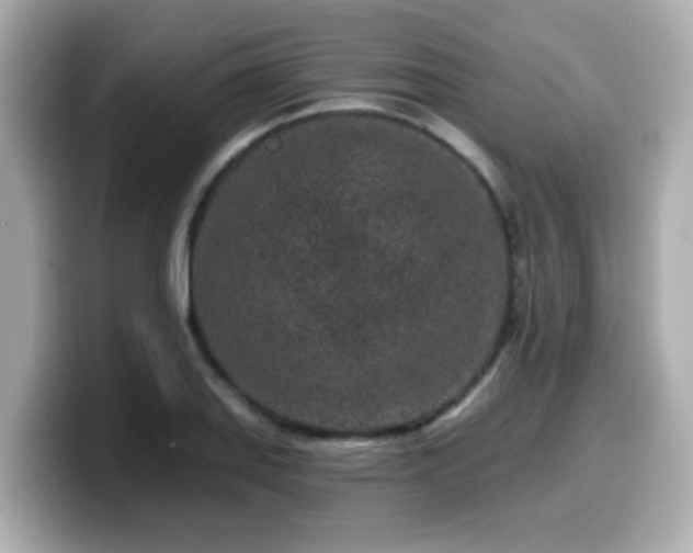 X0000099561127200805231507