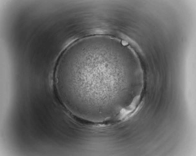 X0000099561170200805231506