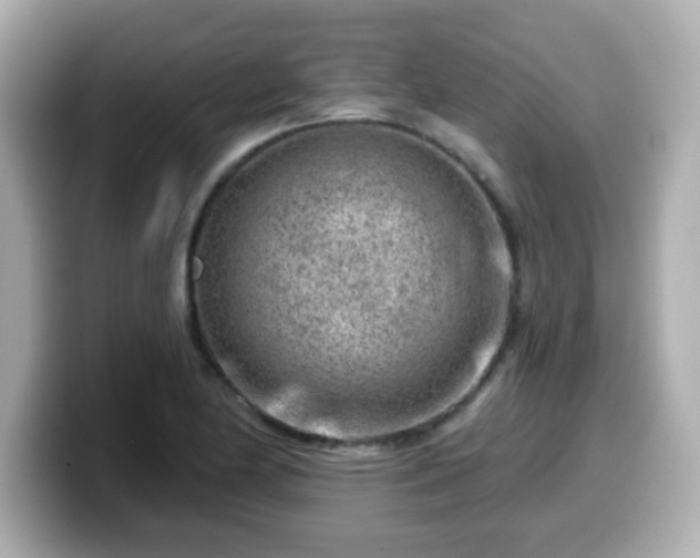 X0000099561174200805231506