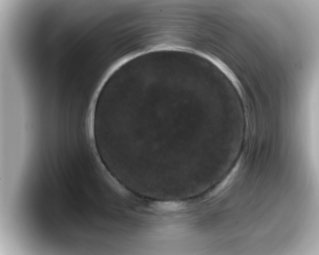 X0000099561246200805231506