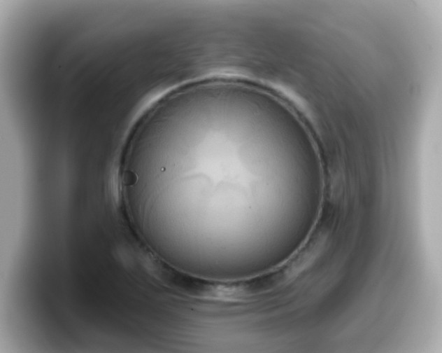 X0000099561271200805231505