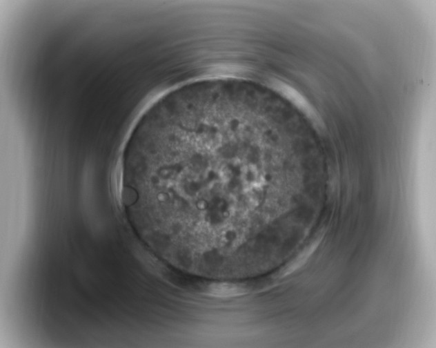 X0000099561275200805231505