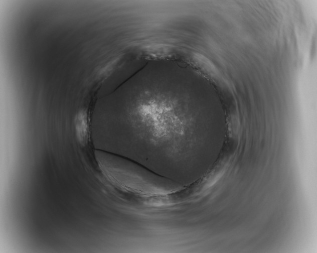 X0000099561298200805231504