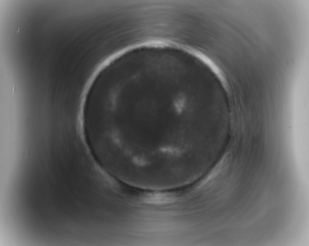 X0000099561327200805231505