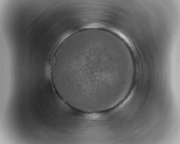 X0000099561329200805231505