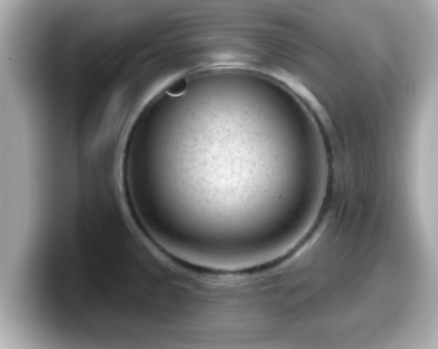 X0000099561333200805231505