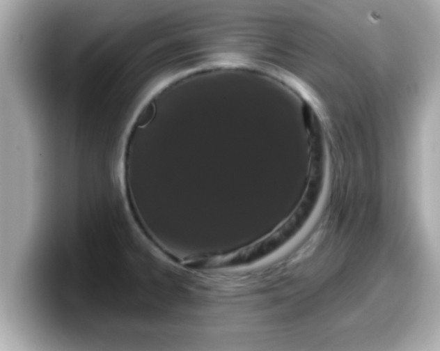 X0000099561334200805231505