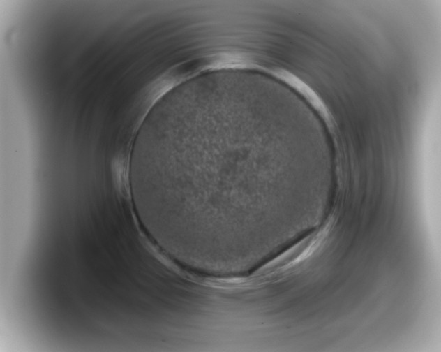 X0000099561337200805231505