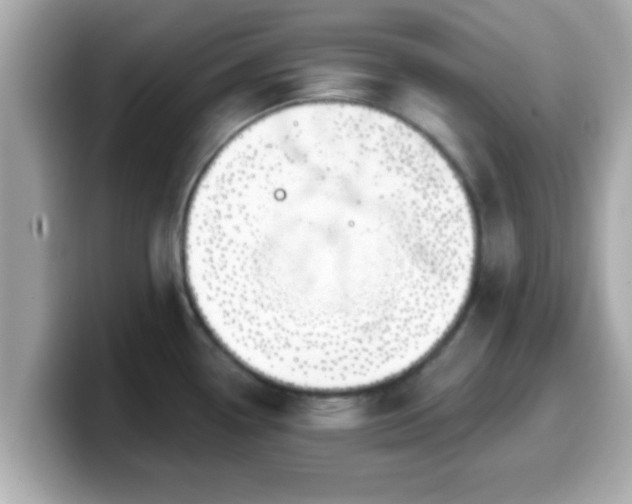 X0000099561338200805231505