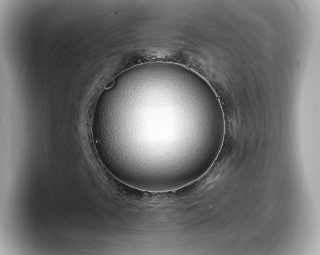 X0000099561393200805231503