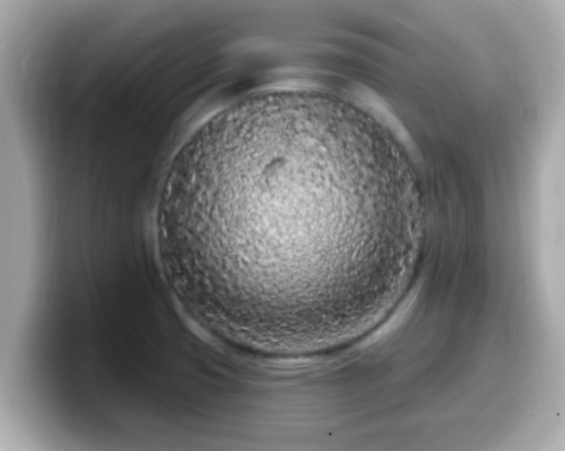 X0000099561425200805231503