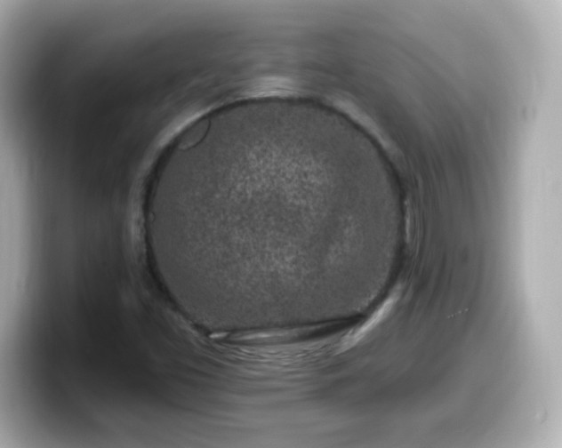 X0000099561453200805231503