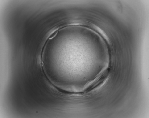 X0000099561465200805231503