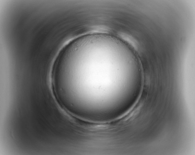 X0000099561471200805231503