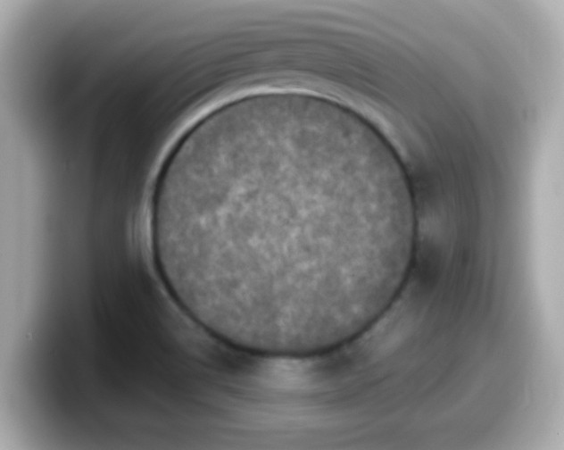 X0000099561514200805231502