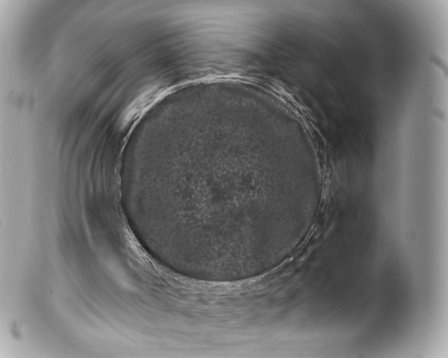 X0000099560002200805301551