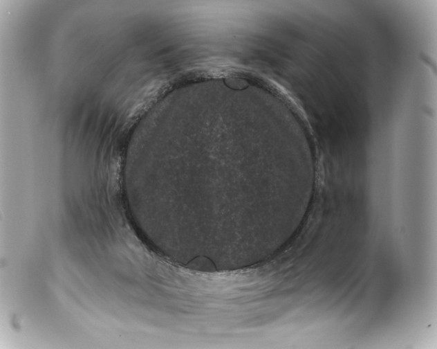 X0000099560018200805301550