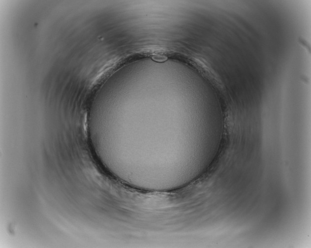 X0000099560024200805301550