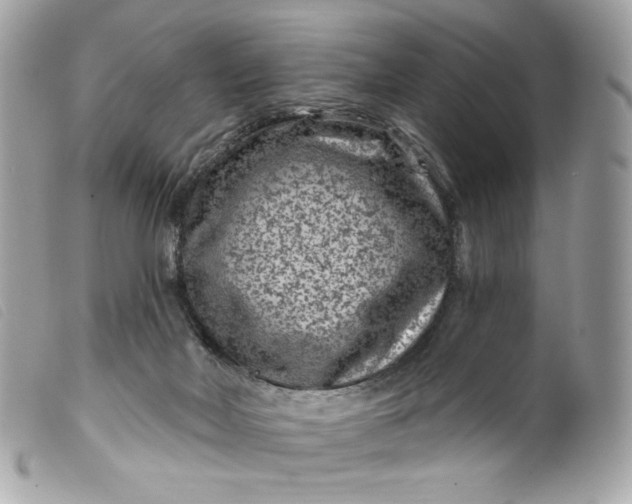 X0000099560026200805301550