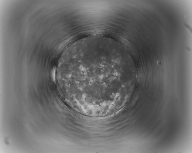 X0000099560047200805301550