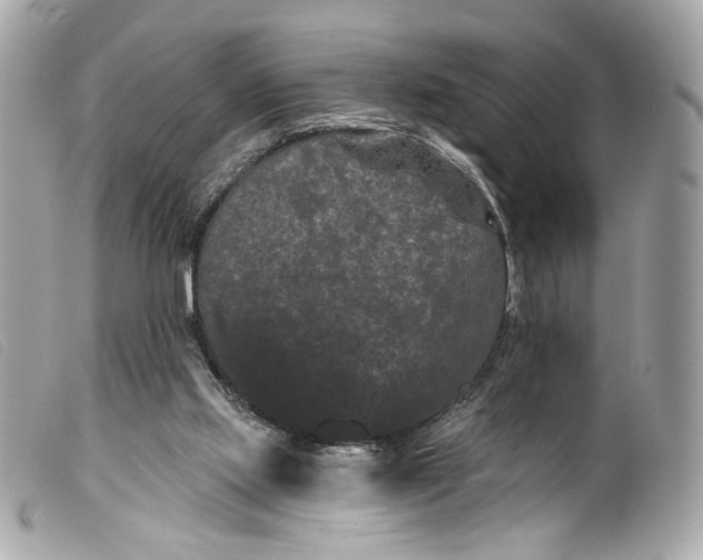 X0000099560061200805301550