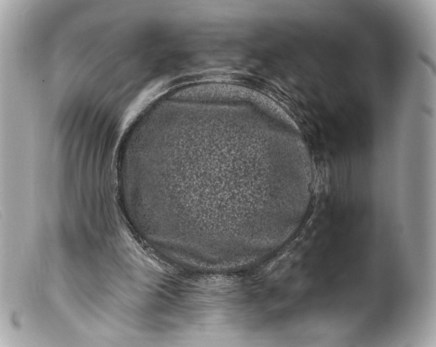 X0000099560198200805301548