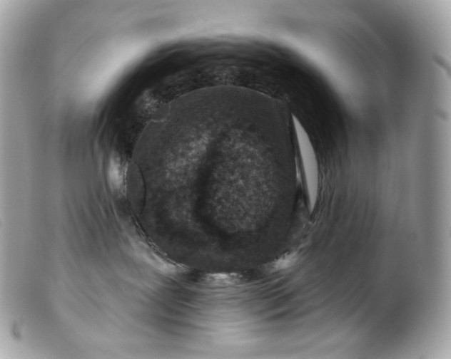 X0000099560239200805301548