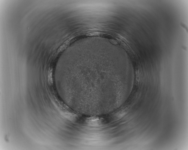 X0000099560267200805301547