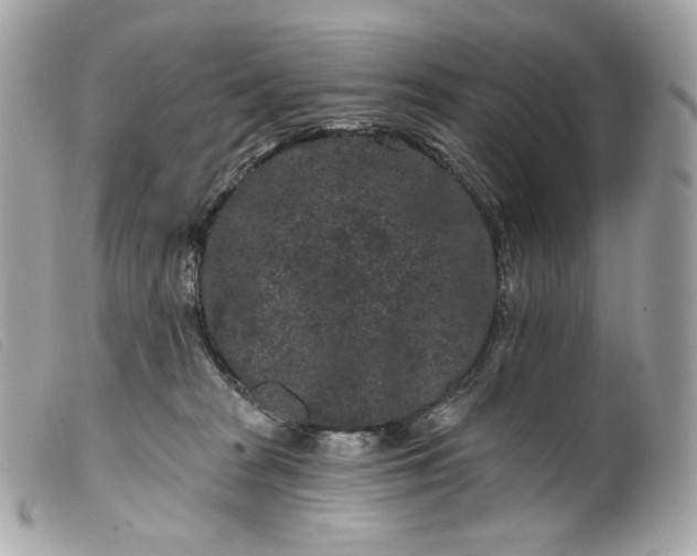 X0000099560277200805301547