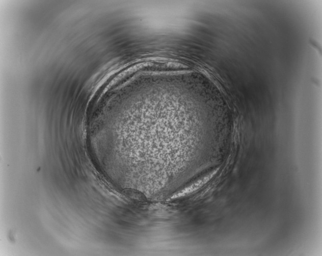 X0000099560290200805301547