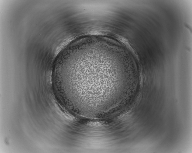 X0000099560299200805301547