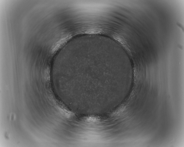 X0000099560303200805301547