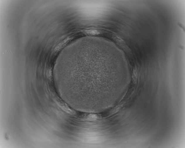 X0000099560330200805301546