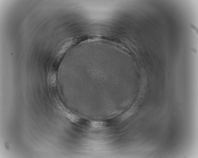 X0000099560336200805301546