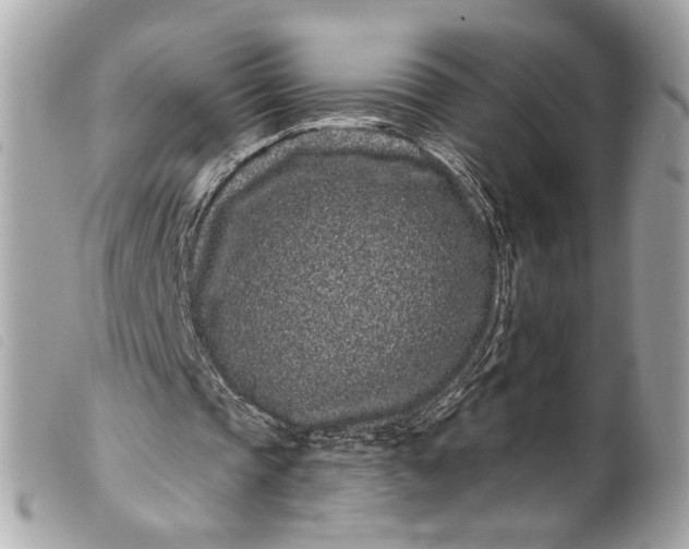 X0000099560337200805301545